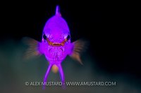 Fairy Basslet Portrait. Cuba.