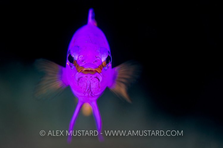 Fairy Basslet Portrait. Cuba.