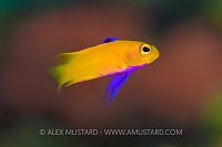 Golden Basslet. Cuba