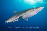 Silky Shark. Cuba