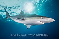 Silky Shark. Cuba
