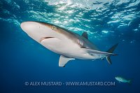 Silky Shark. Cuba
