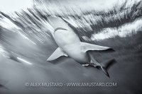 Silky Shark Blur. Cuba