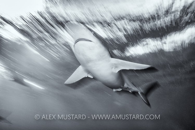 Silky Shark Blur. Cuba