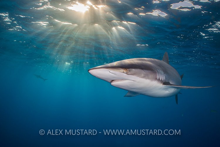Silky Shark With Sunburst. Cuba