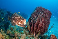 Grouper Cleaning. Cuba