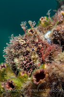 Tassled Angler. Australia