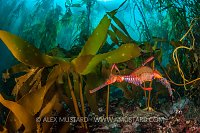 Seadragon In Kelp. Australia