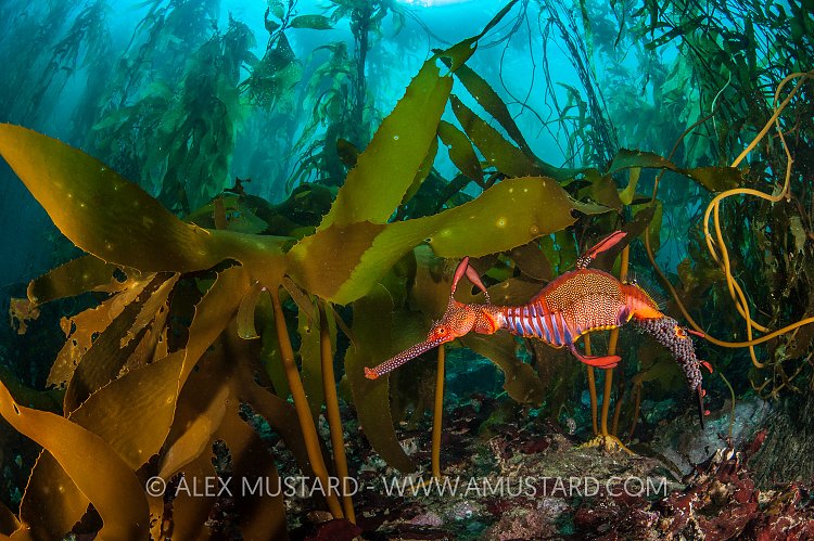 Seadragon In Kelp. Australia