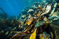 Wrasse & Kelp. Australia
