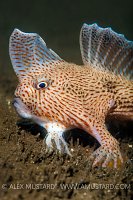 Spotted Handfish. Australia