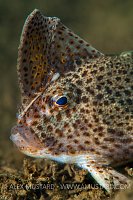 Spotted Handfish. Australia