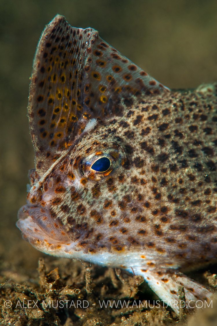 Spotted Handfish. Australia