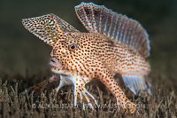 Spotted Handfish. Australia
