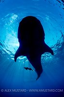 A whale shark (Rhincodon typus) silhouette feeding at the surface. This aggregation of whalesharks occurs every summer and attracts many tourists, generating income for the local community and prioritising the conservation of the sharks. Isla Mujeres, Quintana Roo, Yucatan Peninsular, Mexico. Caribbean Sea.