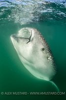 Whale Shark Feeding. Mexico
