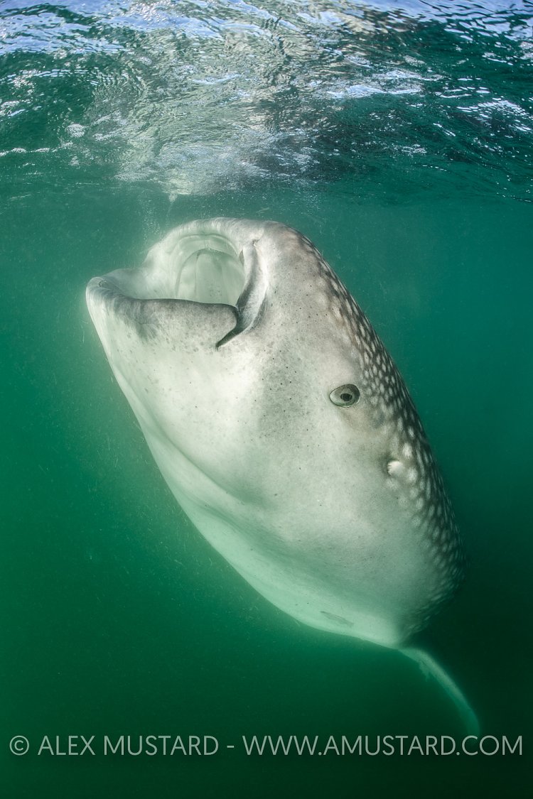 Whale Shark Feeding. Mexico