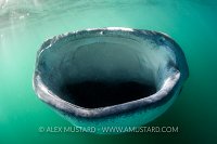 Whale Shark Feeding. Mexico