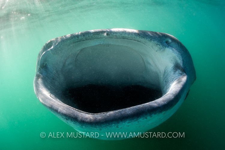 Whale Shark Feeding. Mexico
