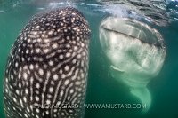Whale Sharks Feeding. Mexico