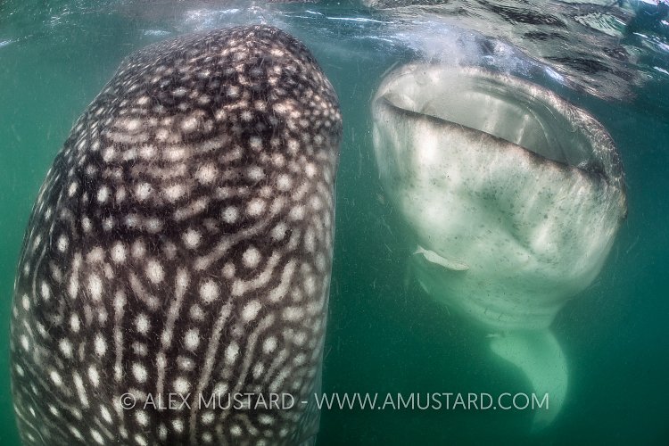 Whale Sharks Feeding. Mexico