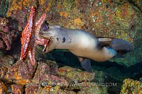 Sea Lion With Starfish Toy. Mexico
