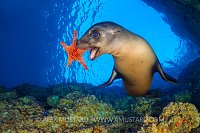 Sea Lion With Starfish Toy. Mexico