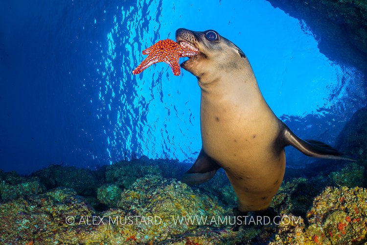 Sea Lion With Starfish Toy. Mexico