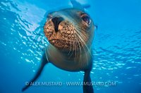 Sea Lion Portrait. Mexico