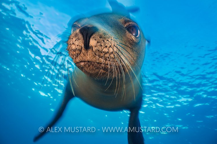 Sea Lion Portrait. Mexico