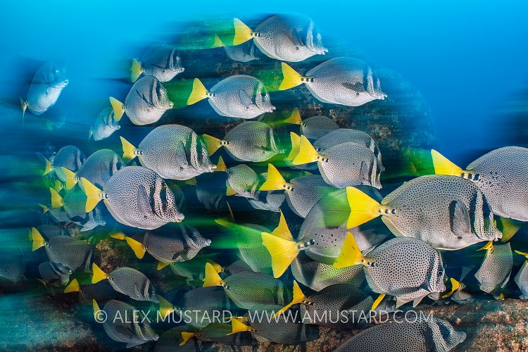 Schooling Suregonfish. Mexico