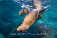 A sea lion pup (California sea lion: Japanese sea lion: Zalophus californianus). Los Islotes, La Paz, Baja California Sur, Mexico. Sea of Cortez, Gulf of California, East Pacific Ocean.