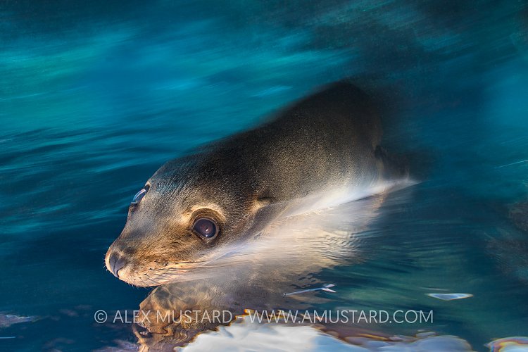 Mirrored Sea Lion. Mexico