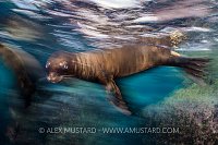 Sea Lion Pup Blur. Mexico