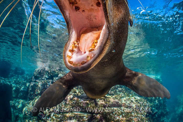 Sea Lion Fun. Mexico