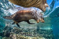 Play Fight Sea Lions. Mexico