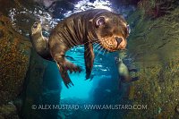 Sea Lions Playing. Mexico