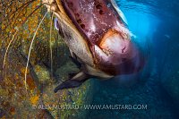 Sea Lion Play. Mexico