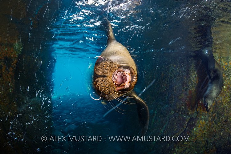 Sea Lion Play. Mexico