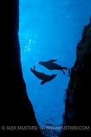 A silhouette of young California sea lion pups (Zalophus californianus) swimming just below the surface, close to shore. Los Isotes, La Paz, Mexico. Sea of Cortez, East Pacific Ocean.