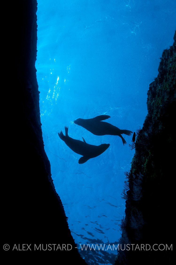 A silhouette of young California sea lion pups (Zalophus californianus) swimming just below the surface, close to shore. Los Isotes, La Paz, Mexico. Sea of Cortez, East Pacific Ocean.