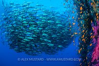 Snappers Schooling By The Reef. Egypt
