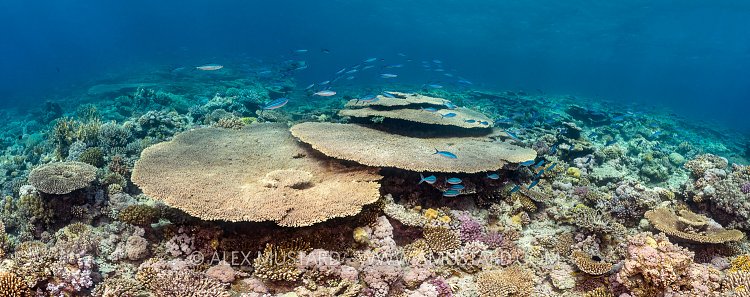 Table Corals. Egypt
