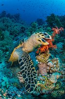 Turtle Feeding. Egypt