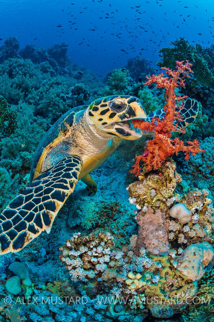 Turtle Feeding. Egypt