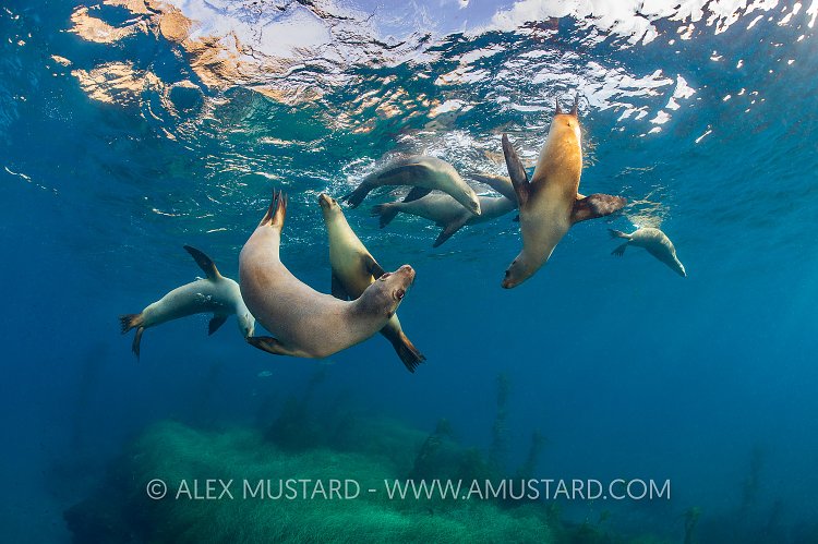 Sea Lion Group. USA