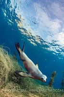 Sea Lion Over Seaweeds. USA