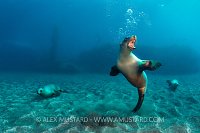 Barking Sealion. USA
