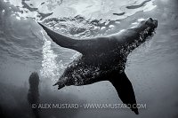 Adult Sealion Monochrome. USA
