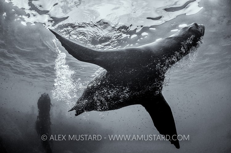 Adult Sealion Monochrome. USA